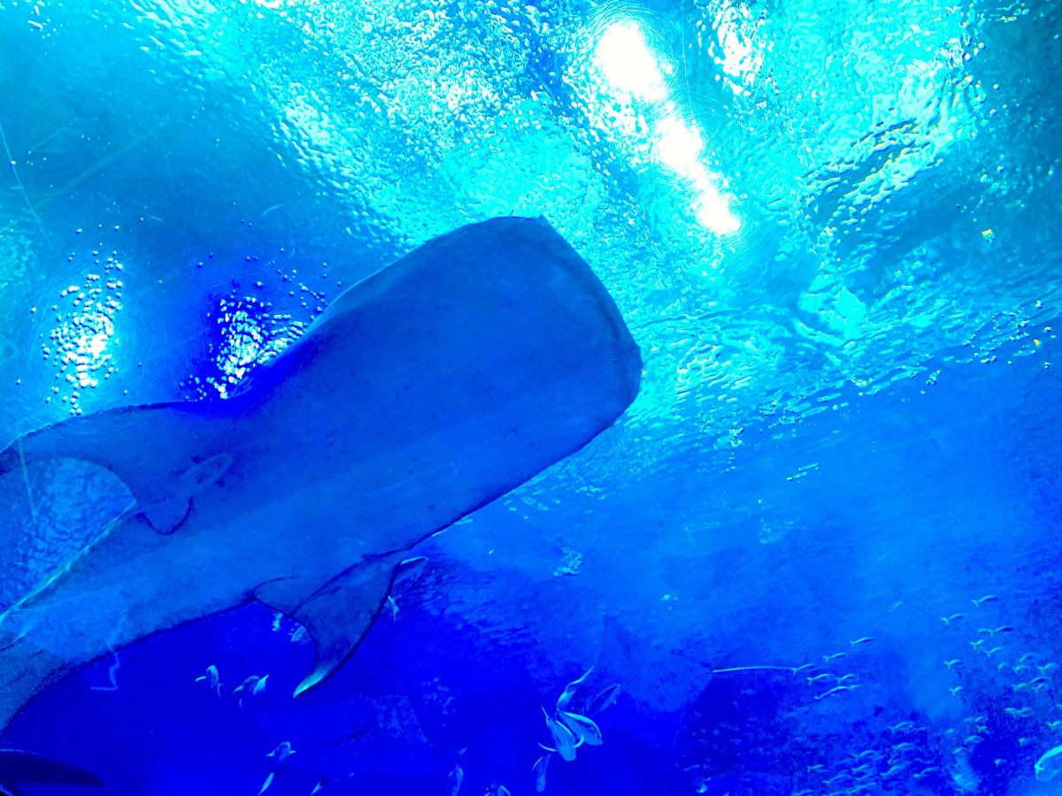 KAIYUKAN Aquarium's beloved whale shark